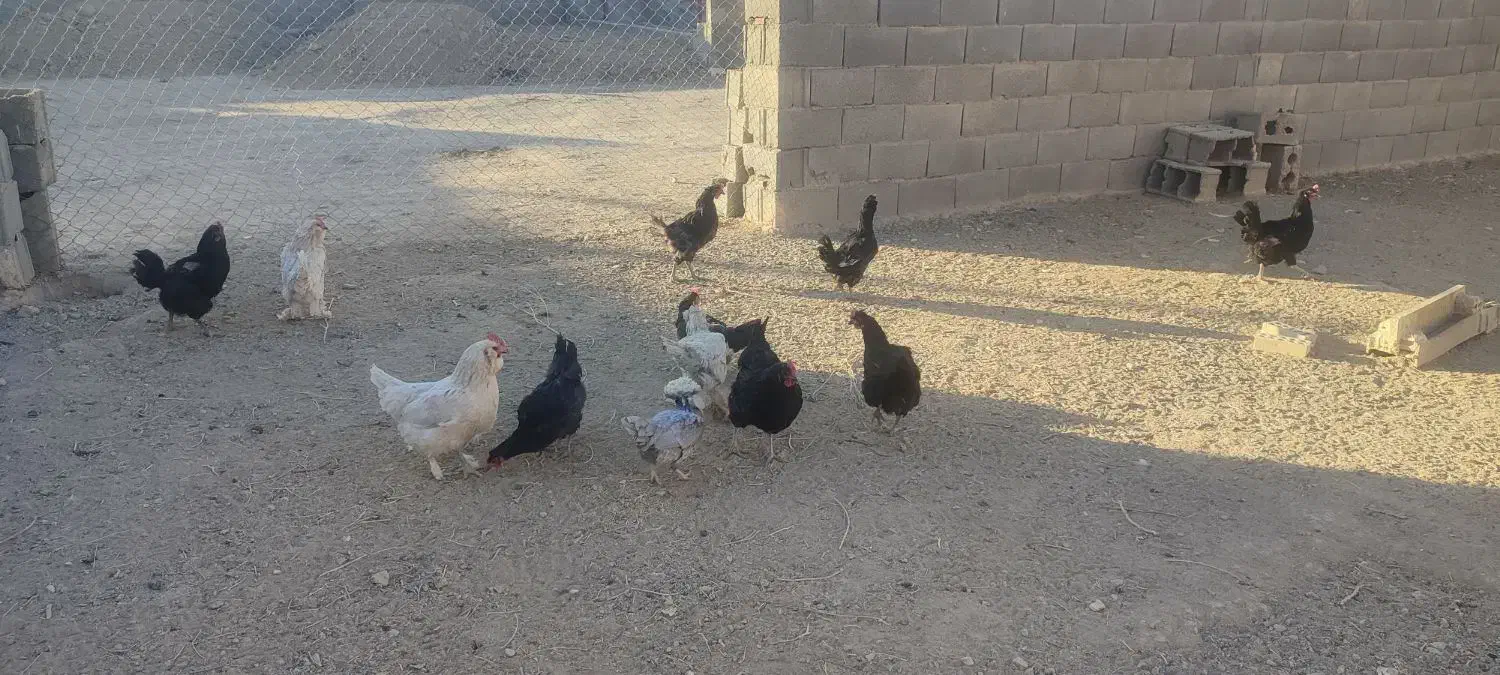 مرغ تخم گذار|حیوانات مزرعه|قهدریجان, |دیوار