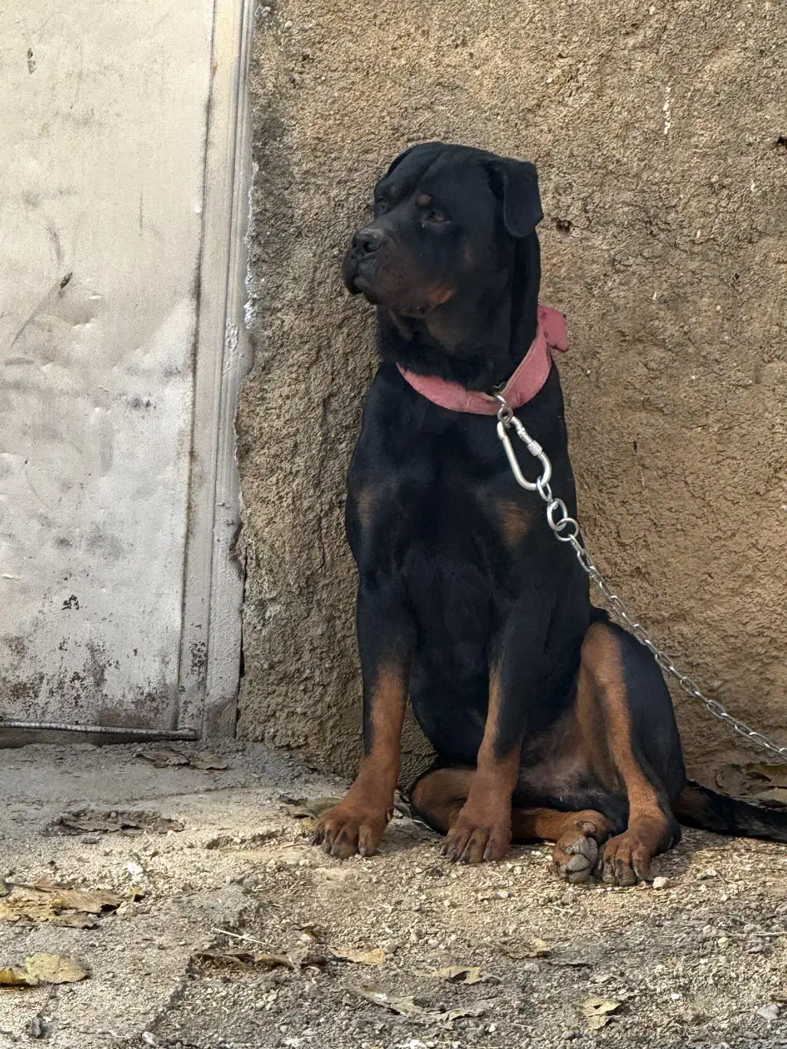 روتوایلر نر آماده کشش|سگ|صحنه, |دیوار