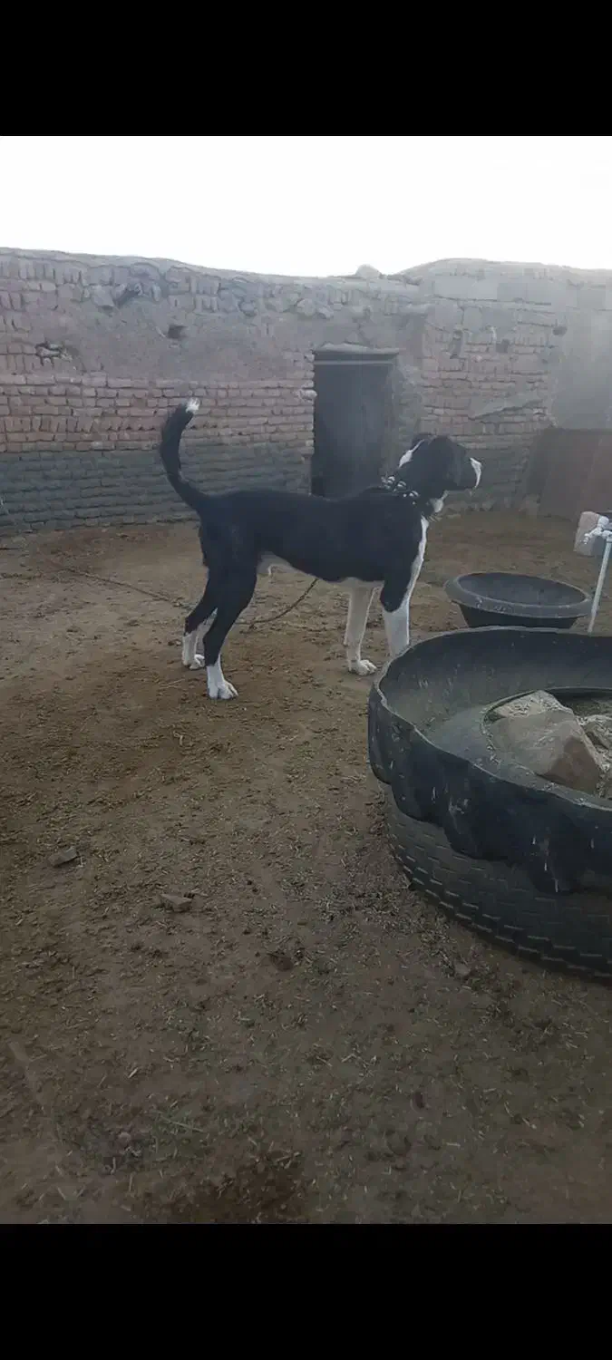 سگ ج|سگ|گرگان, |دیوار