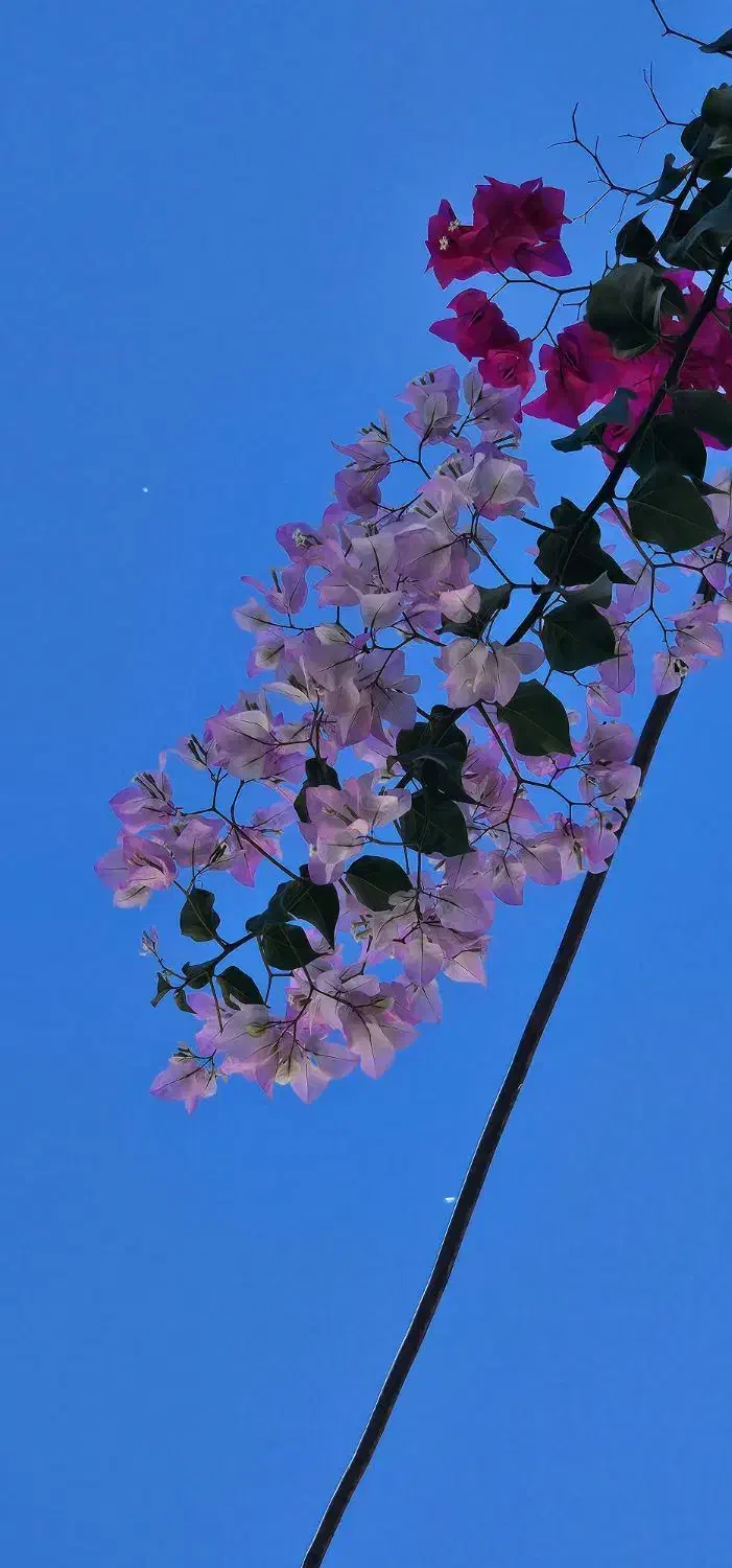 گل کاغذی شکوفه گیلاسی(Cherry Blossom)|گل و گیاه طبیعی|شیراز, شهرک بهشتی|دیوار