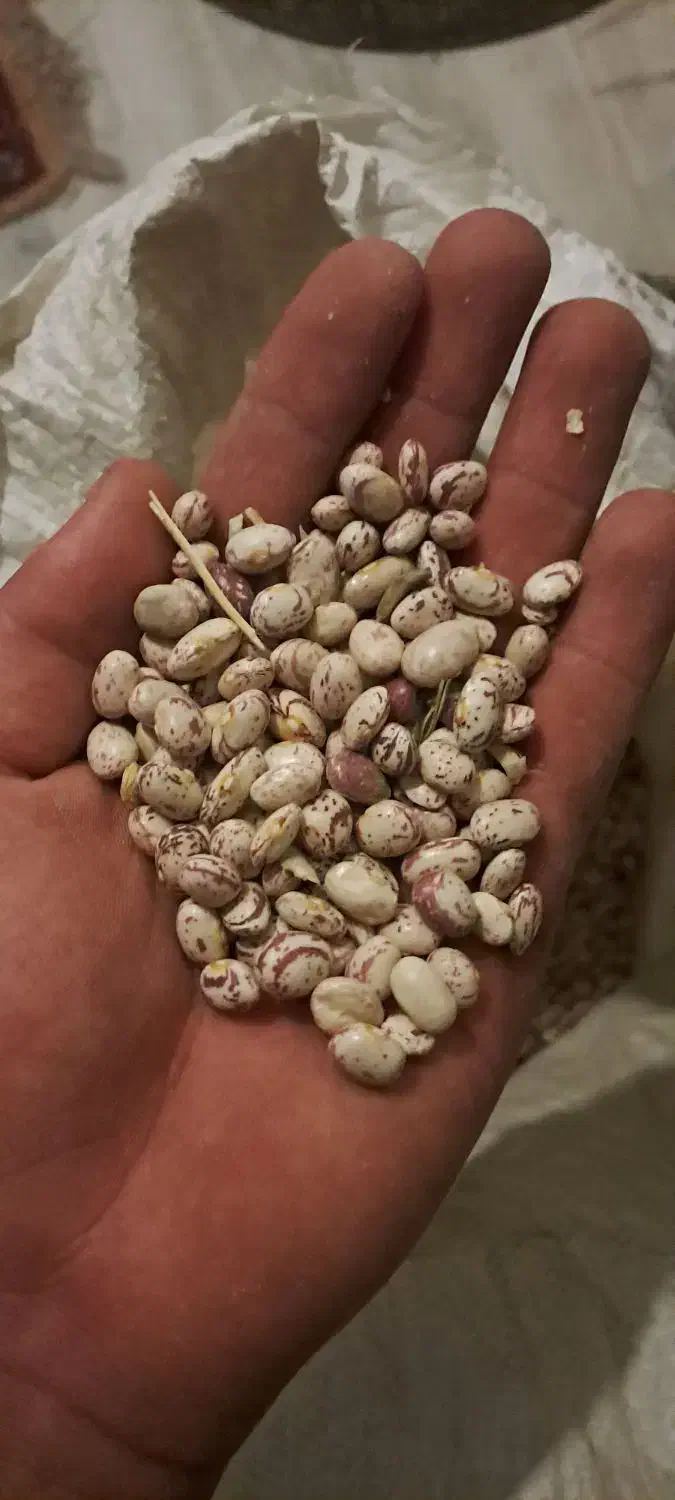 لوبیا چیتی|حراج|شازند, |دیوار