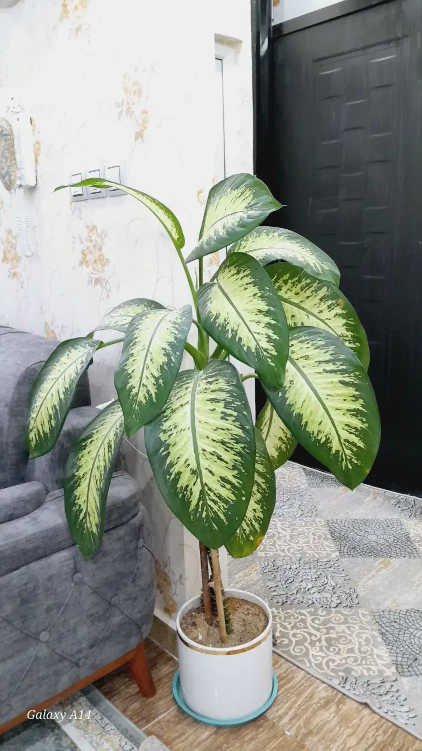 گل دیفن|گل و گیاه طبیعی|قروه, |دیوار