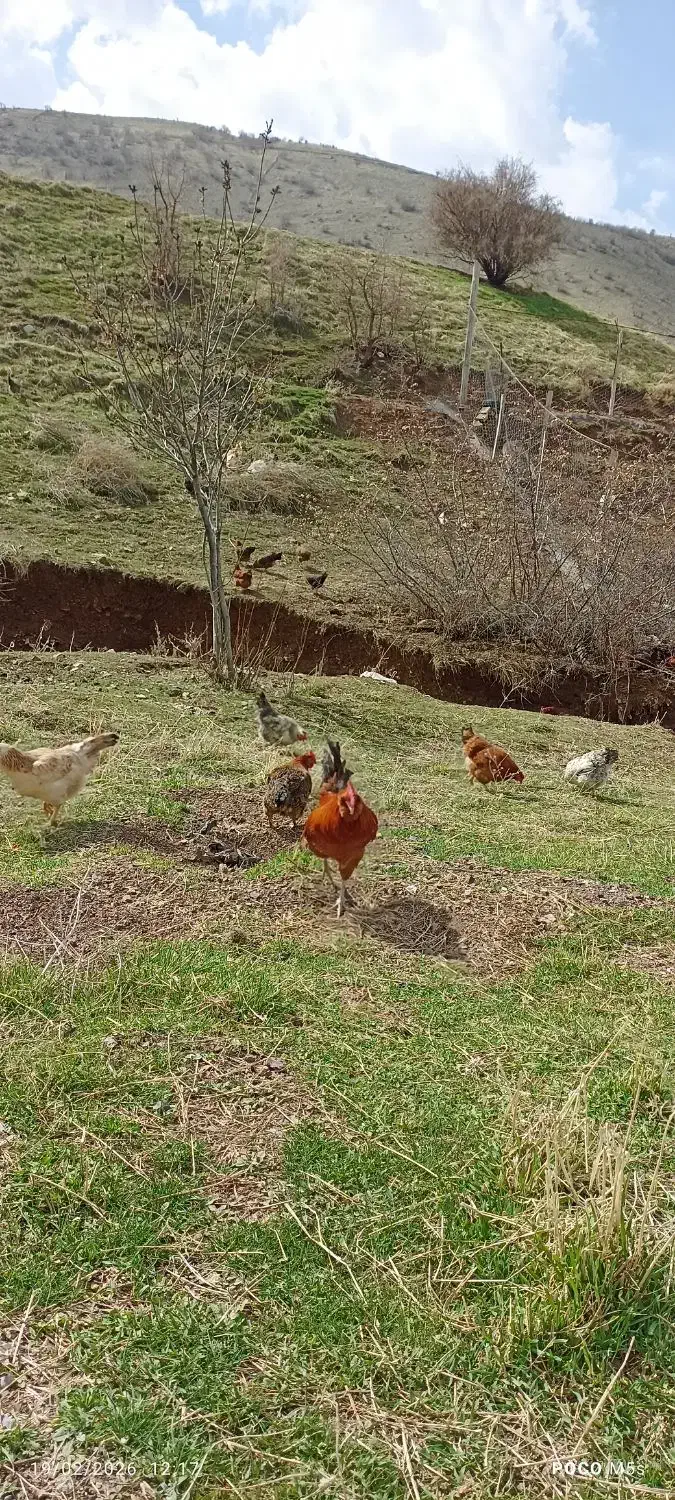 خروس محلی|حیوانات مزرعه|پاوه, |دیوار