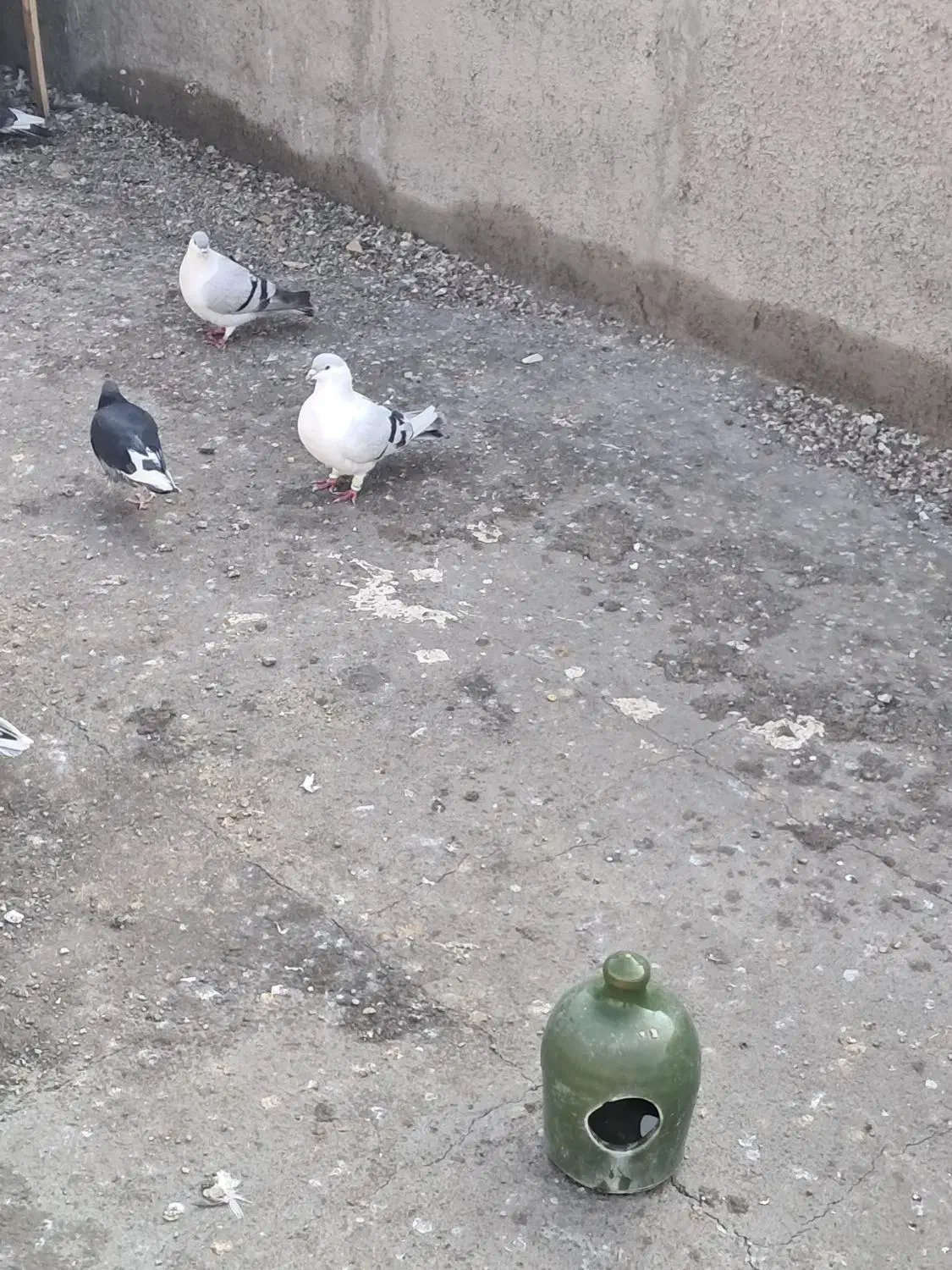 کبوتر چادری|پرنده|پاکدشت, حصار امیر|دیوار