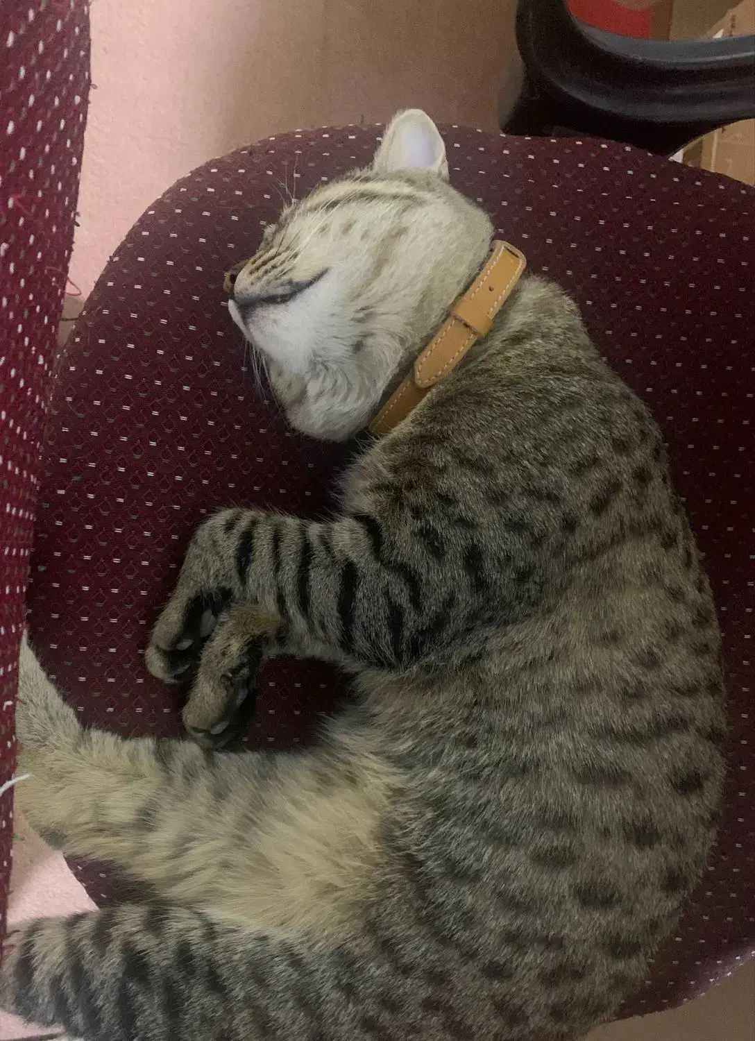 گربه گمشده|گربه|قم, شاه ابراهیم|دیوار