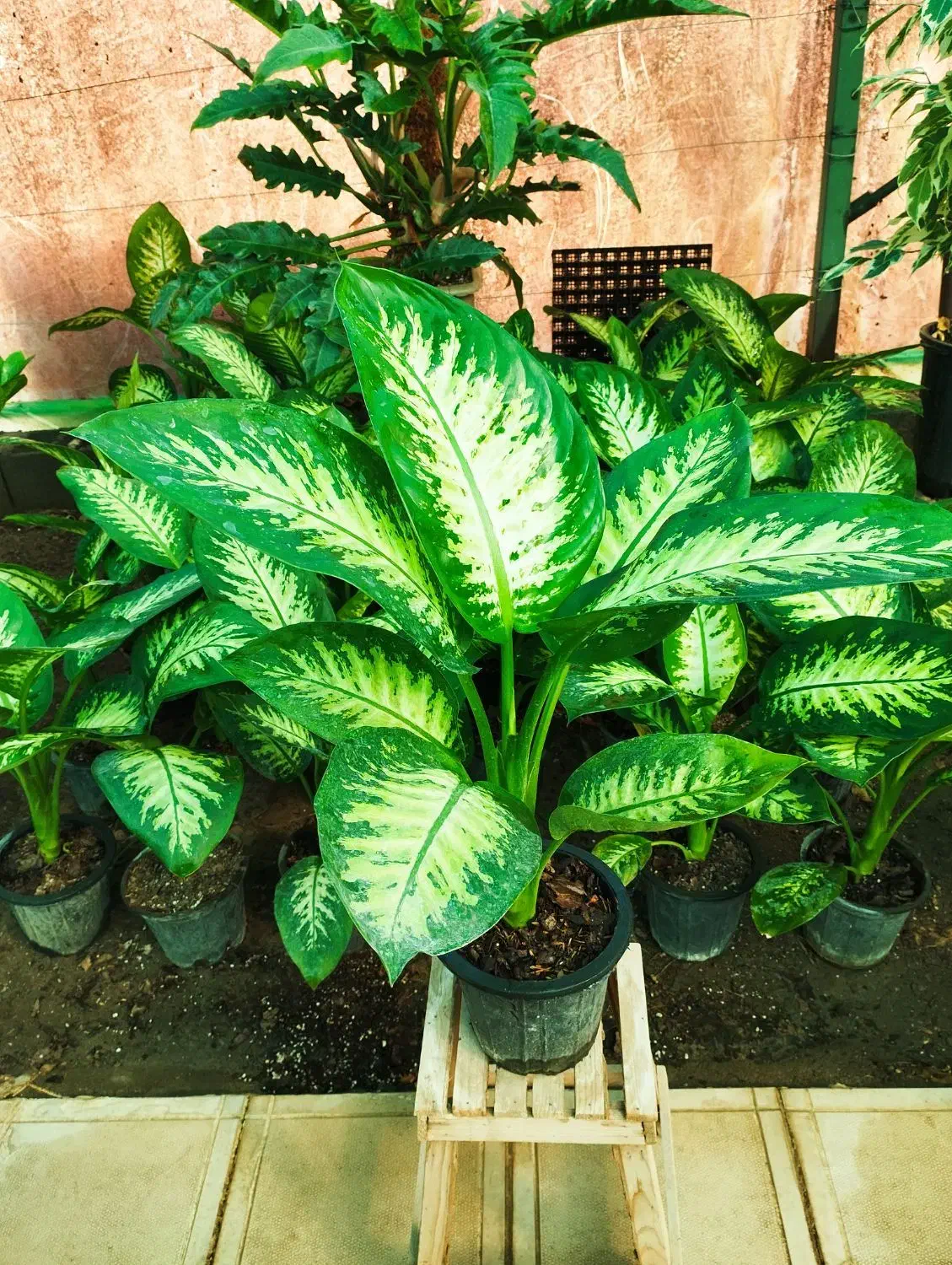 دیفن باخیا ،گل وگیاه طبیعی|گل و گیاه طبیعی|مشهد, خلق آباد سفلی|دیوار