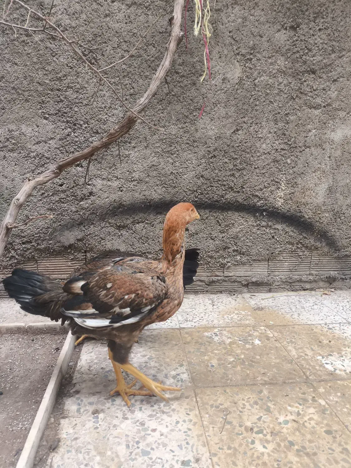 مرغ لاری|حیوانات مزرعه|خرم‌آباد, |دیوار