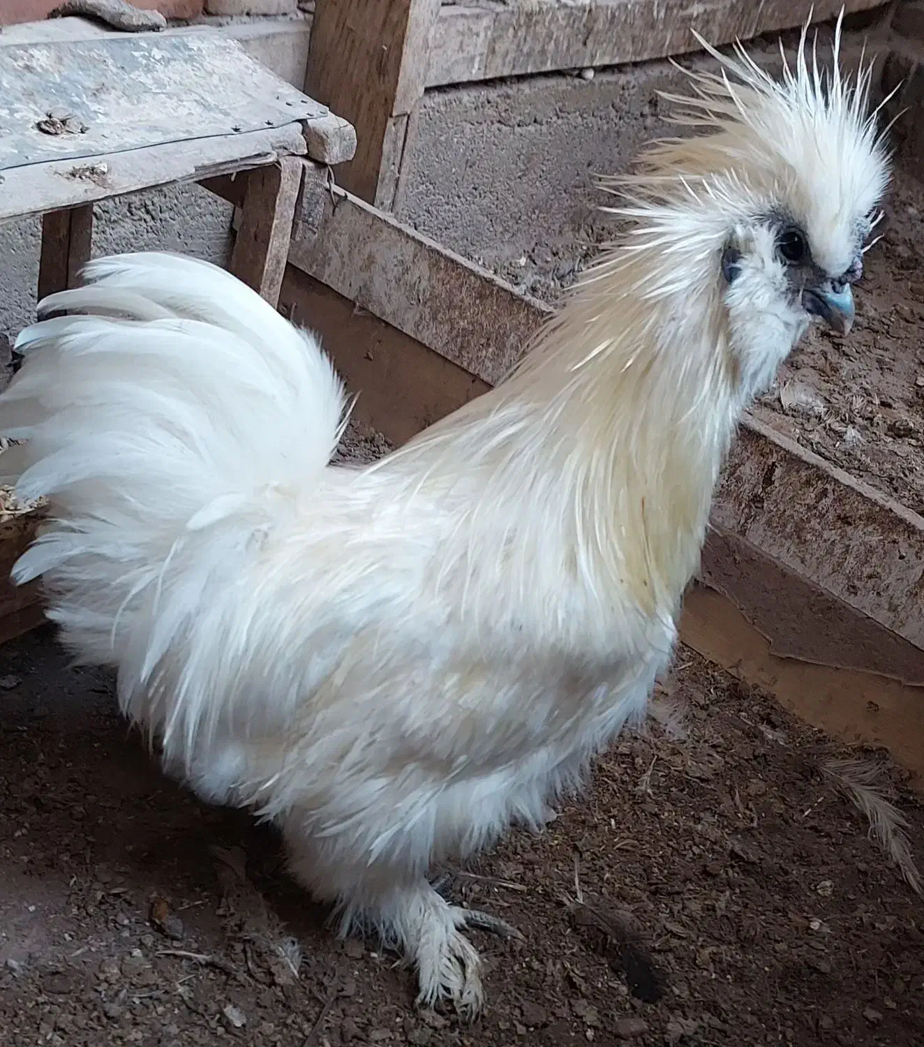 خروس ابریشمی/پنبه ای کوپال/معاوضه/فروش|حیوانات مزرعه|جلفا, |دیوار