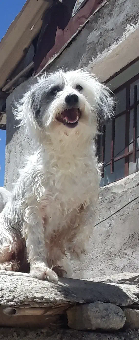 واگزارییکقلادهسگشیتزو|سگ|آزادشهر, |دیوار