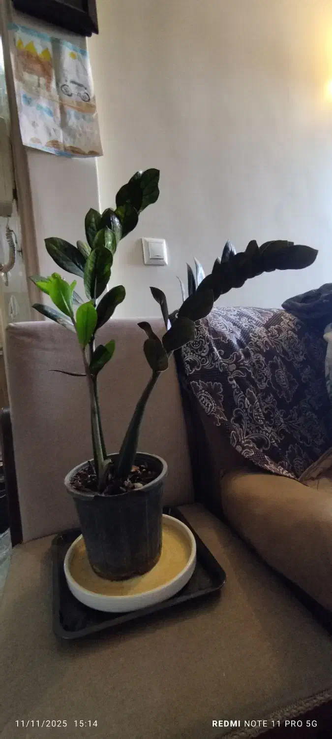 فروش گلهای آپارتمانی زاموفلیا|گل و گیاه طبیعی|تهران, دژکام|دیوار