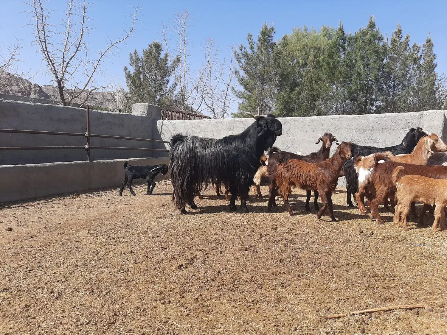 بز دورگه|حیوانات مزرعه|جلگه ماژان, |دیوار