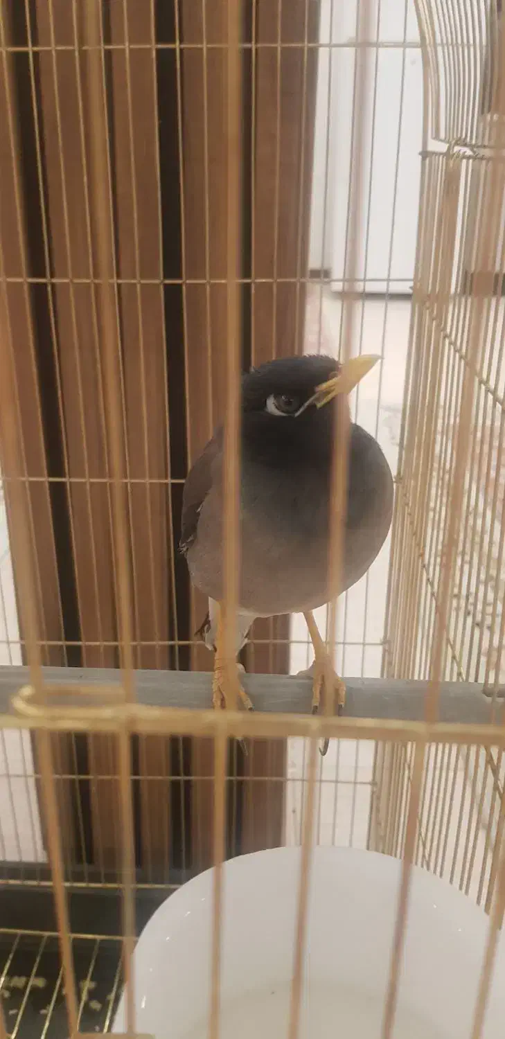 مینا سخنگو|پرنده|قم, باجک سه|دیوار