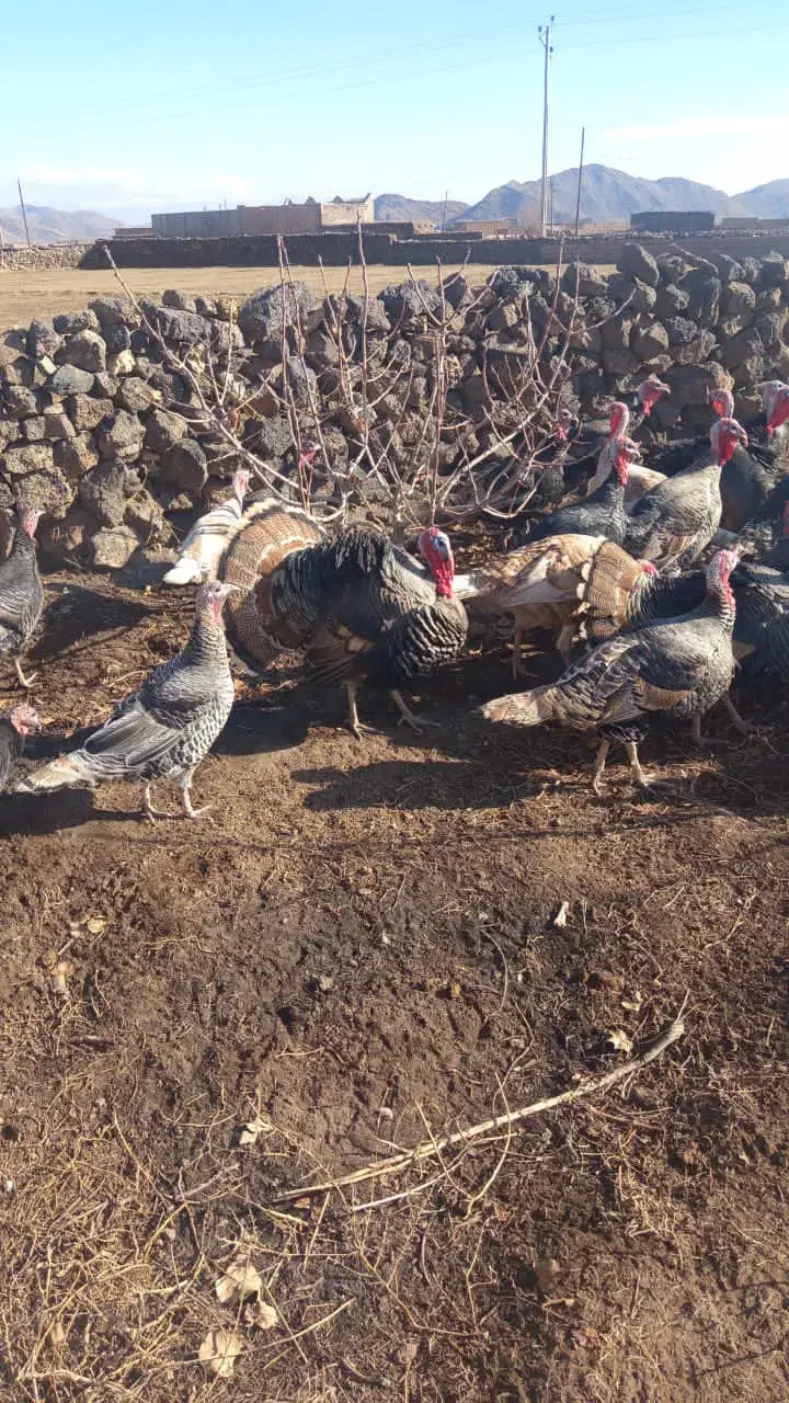 بقلمون محلی|حیوانات مزرعه|شوط, |دیوار