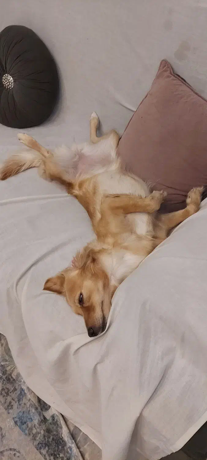 سگ اشپیتز تریر ماده ۷کیلویی رایگان فقط به خانواده|سگ|پردیس, فاز ۸|دیوار