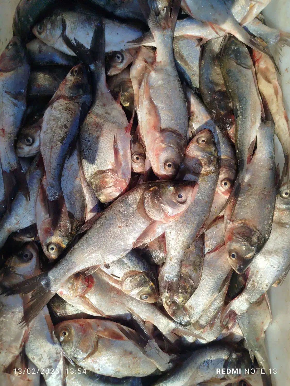 ماهی تازه|خوردنی و آشامیدنی|مشهد, کارمندان دوم|دیوار