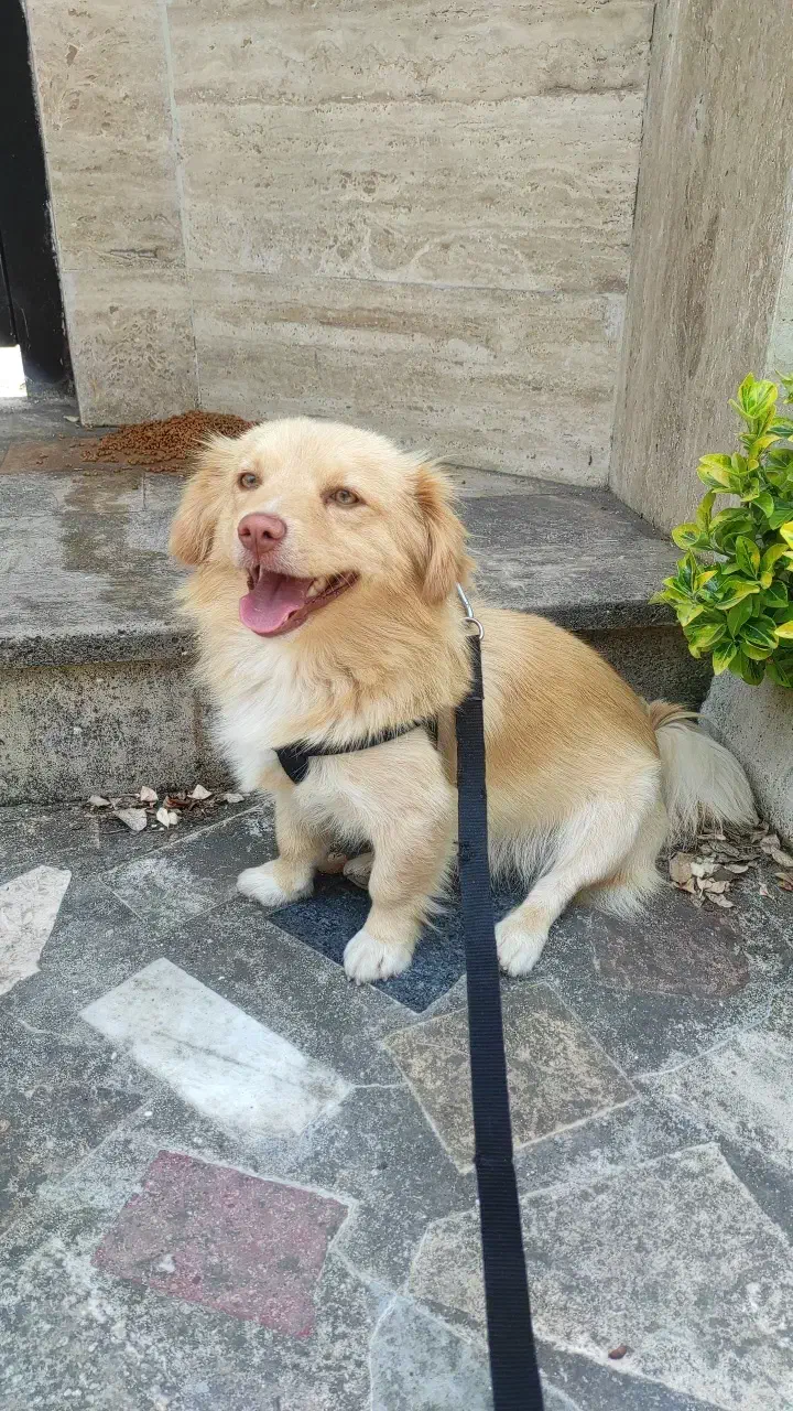 سگ گمشده|حیوانات|سلمان‌شهر, |دیوار