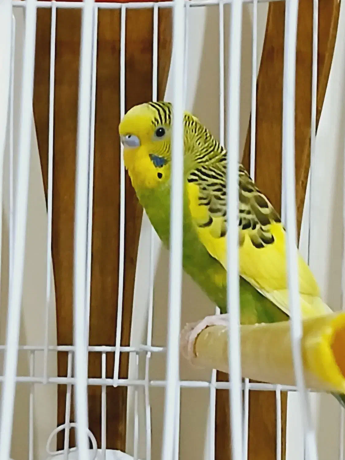 مرغ عشق|پرنده|پاکدشت, پاکدشت (مامازند)|دیوار