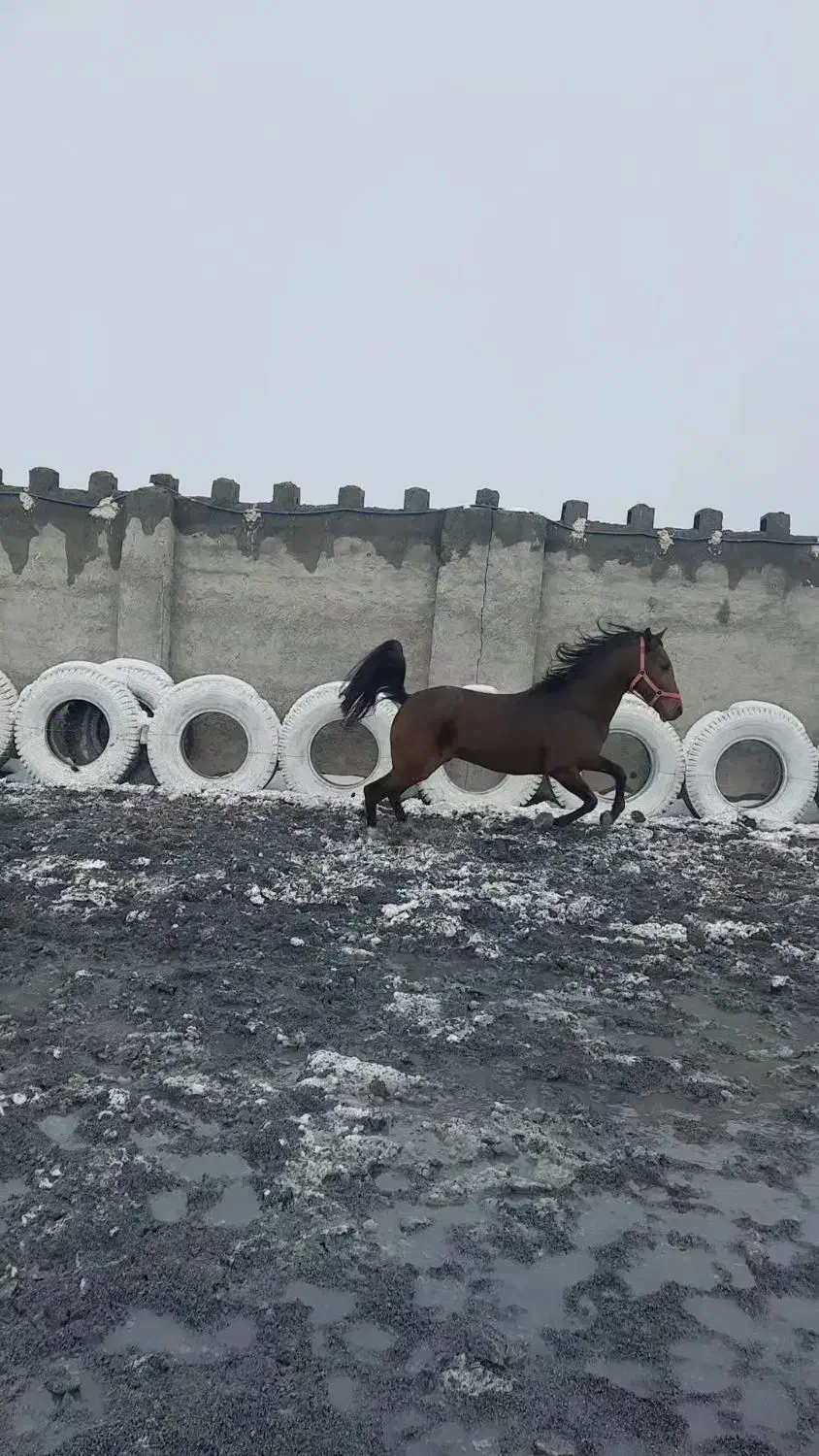 کُره جساس گلپایگان|اسب و تجهیزات اسب‌سواری|خمین, |دیوار