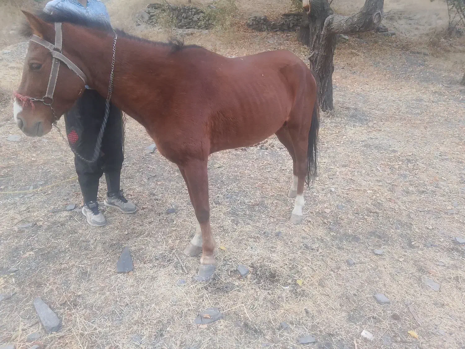 اسب نریون خودیرقه|اسب و تجهیزات اسبسواری|طرقبه, |دیوار