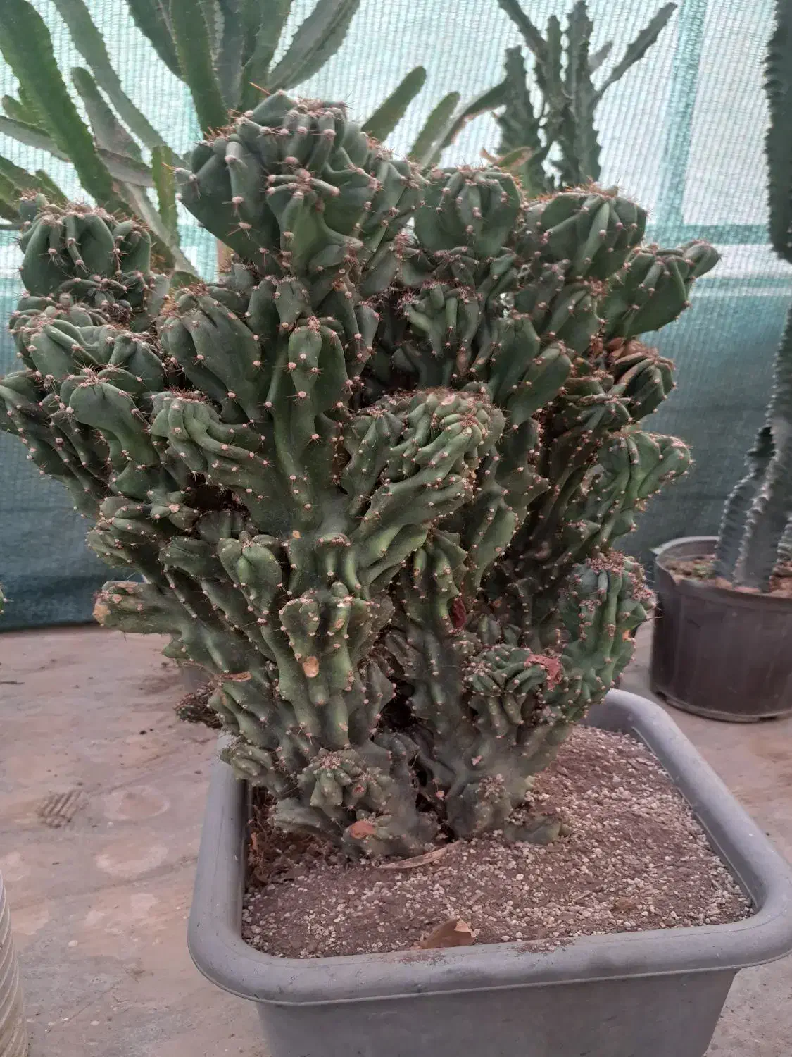 گل گیاه|گل و گیاه طبیعی|تهران, وردآورد|دیوار