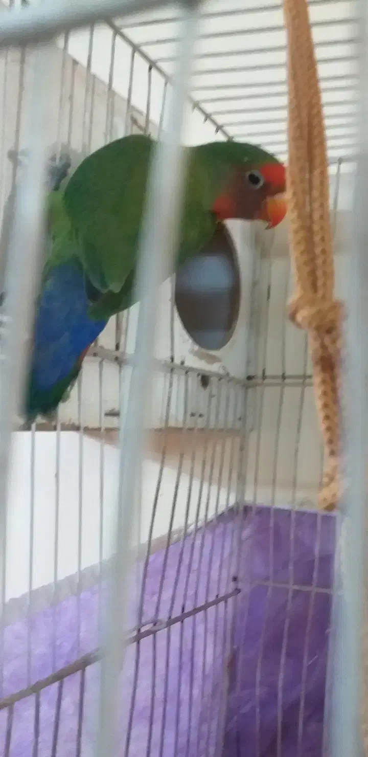 کوتوله جفت،دستی،مولد،معاوضه|پرنده|مشهد, فاطمیه|دیوار