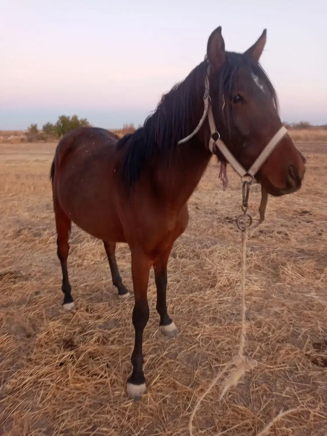 اسب|اسب و تجهیزات اسب‌سواری|دشتابی, |دیوار