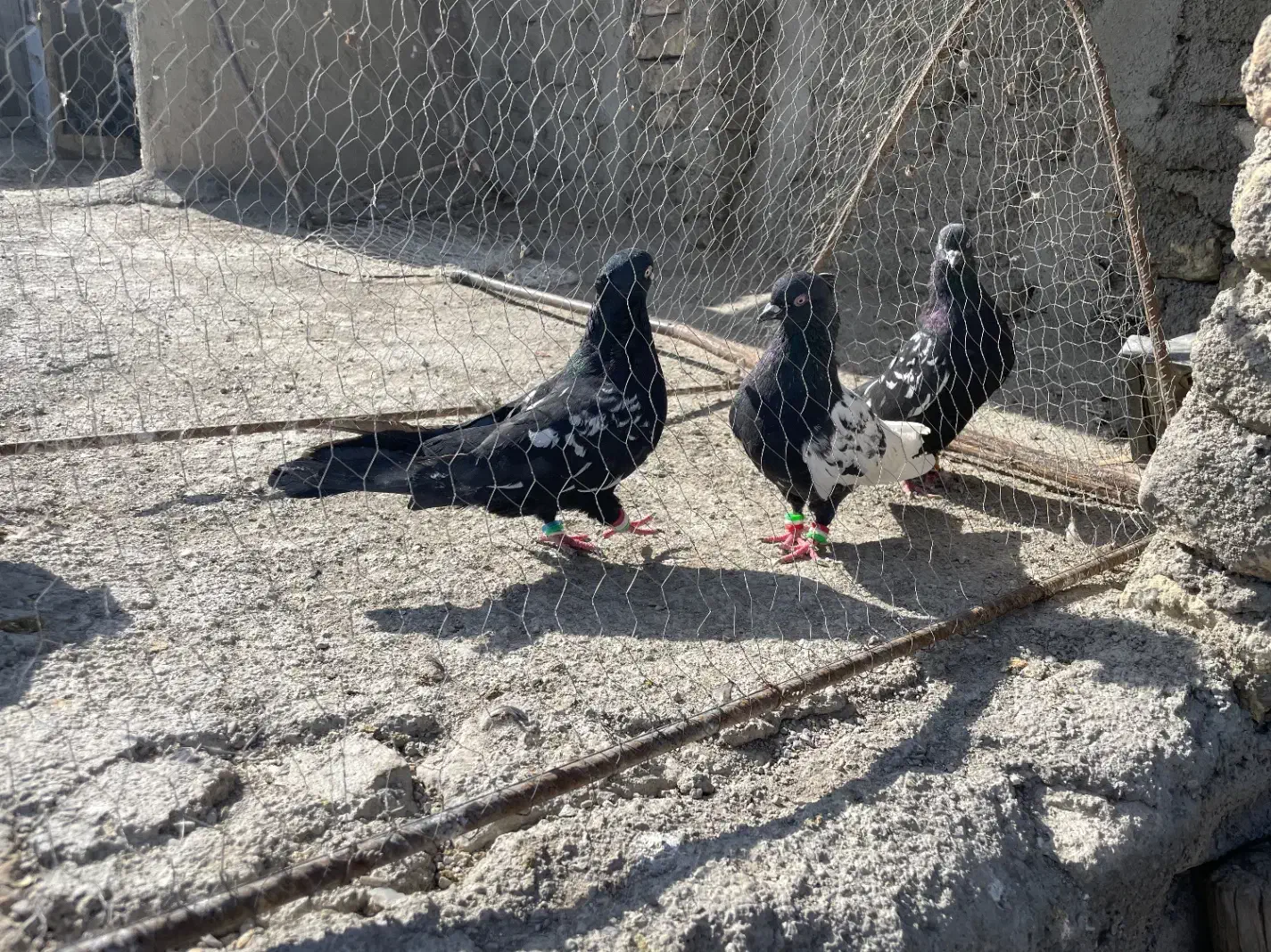 ۶تارنگه|پرنده|شیروان (خراسان), |دیوار