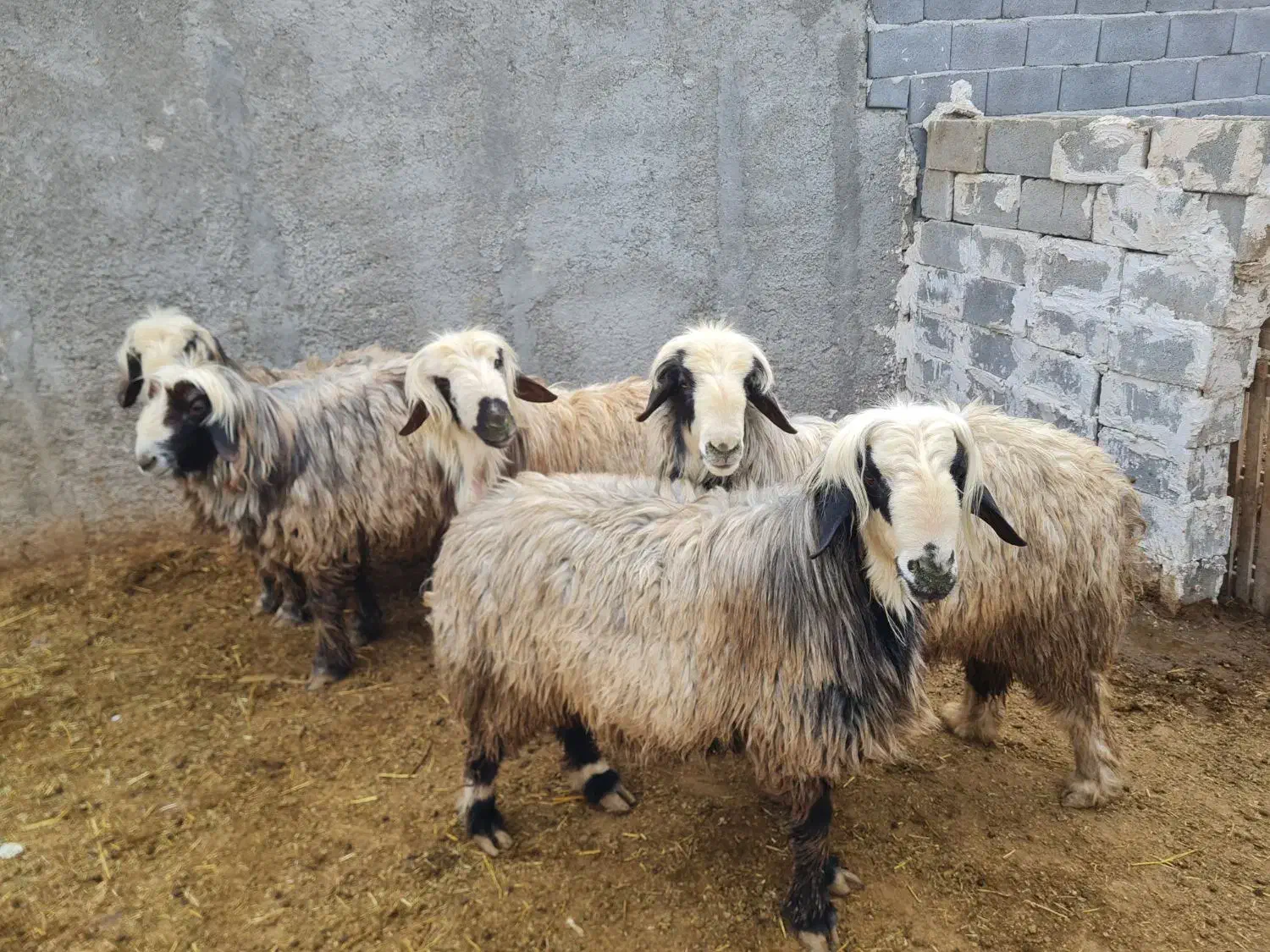 کوهه قوچ|حیوانات مزرعه|مرودشت, استادیوم‎|دیوار