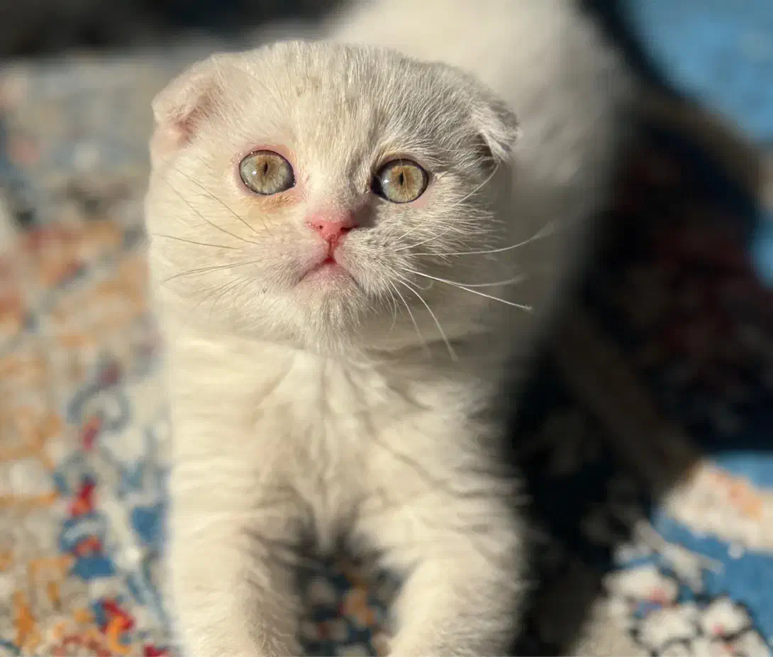 گربه اسکاتیش|گربه|شیراز, حافظیه|دیوار