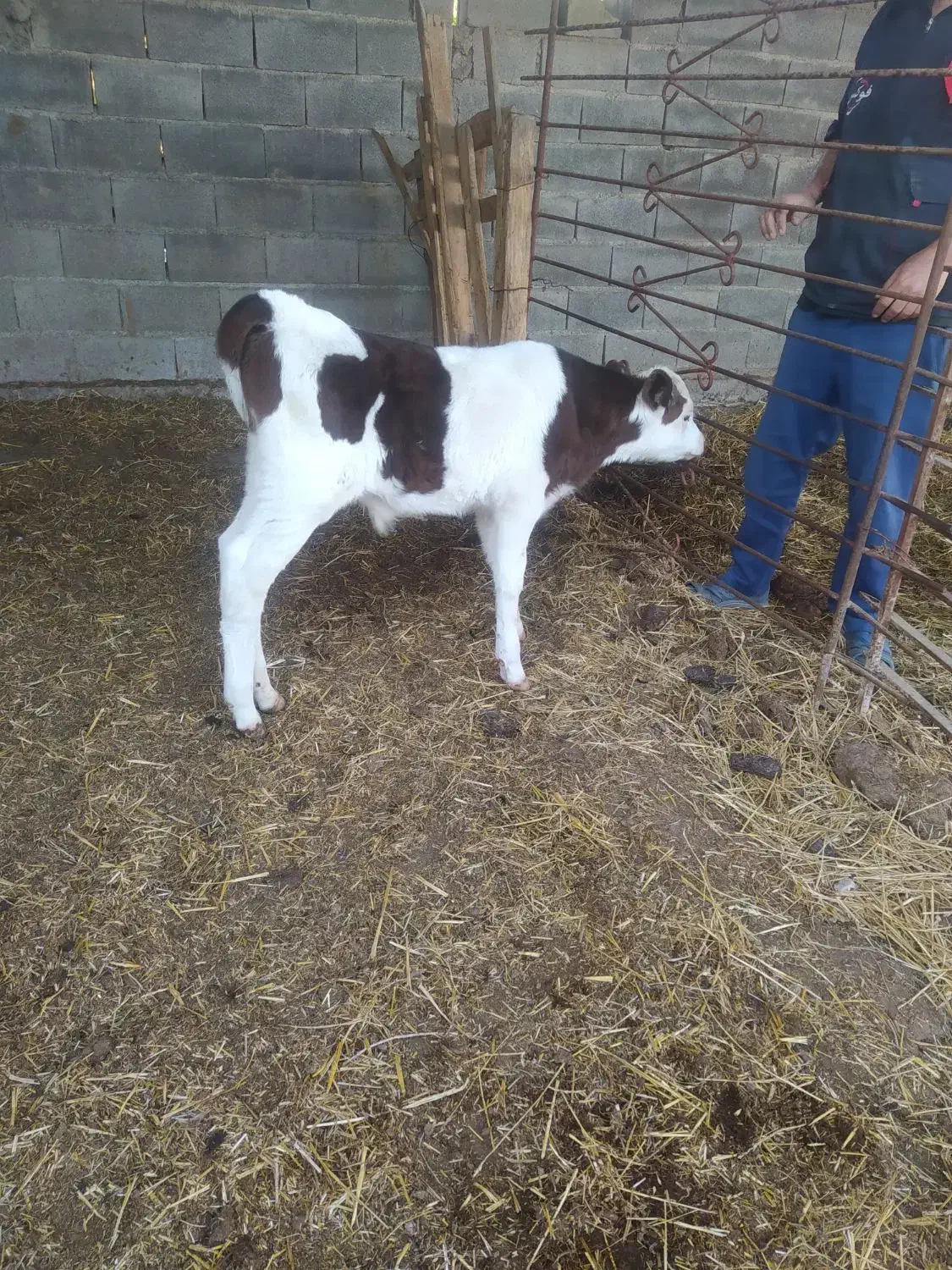 گوساله نر سیمینتال|حیوانات مزرعه|سیمین شهر, |دیوار