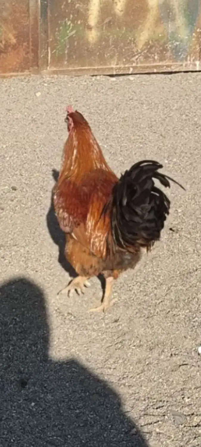 خروس|حیوانات مزرعه|سبزوار, غرب نیروگاه|دیوار