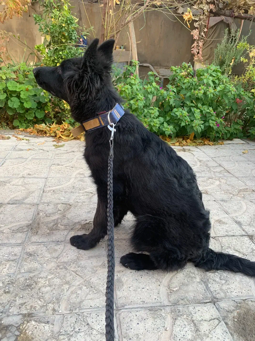 واگذاری سگ ژرمن شولاین ماده|سگ|شیراز, آزادگان|دیوار