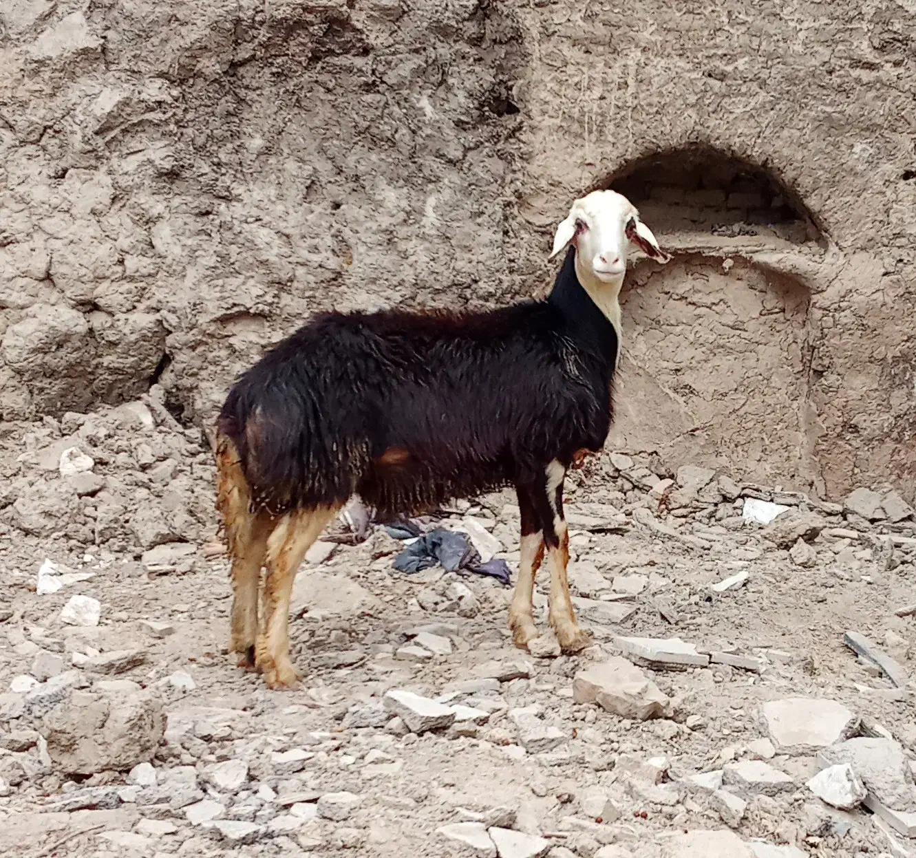 بره قوچ فروشی|حیوانات مزرعه|زند, |دیوار