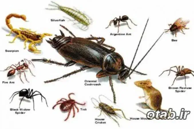 سمپاشی سوسک ساس در تمام نقاط مشهد|خدمات نظافت|مشهد, آیت الله کاشانی|دیوار