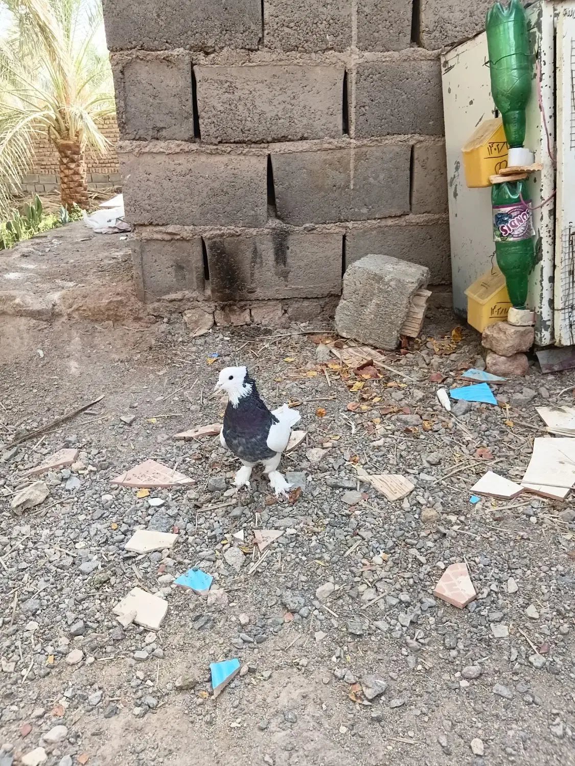 یک جفت  طوق سیاه با،یکن|پرنده|نرماشیر, |دیوار