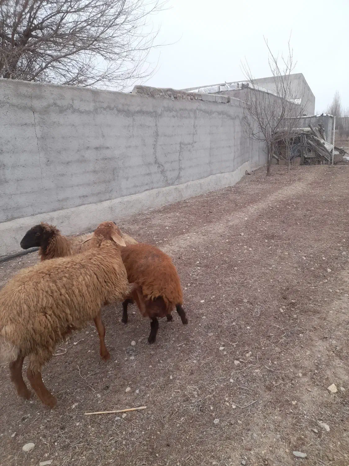 گوسفند|حیوانات مزرعه|اردبیل, |دیوار