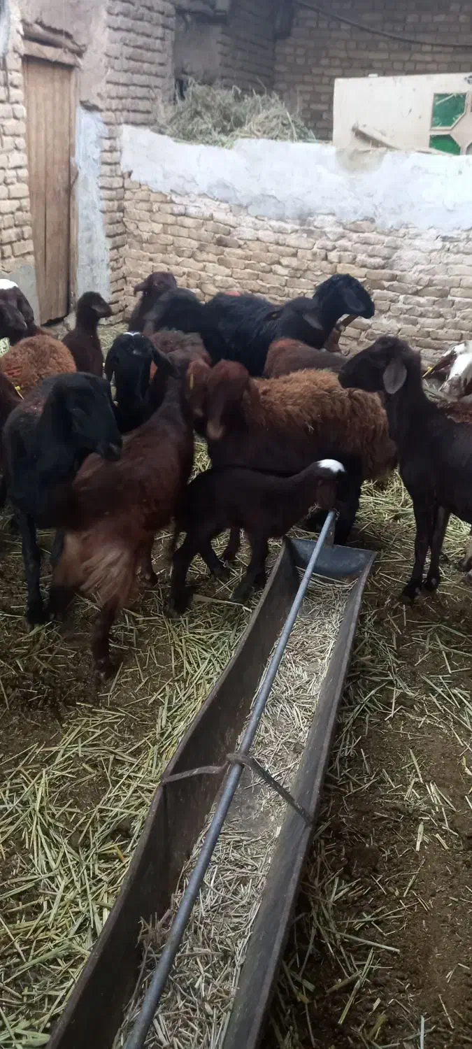 میش جوان کاور دو دندان و چهار دندون آبستن|حیوانات مزرعه|زاوه, |دیوار