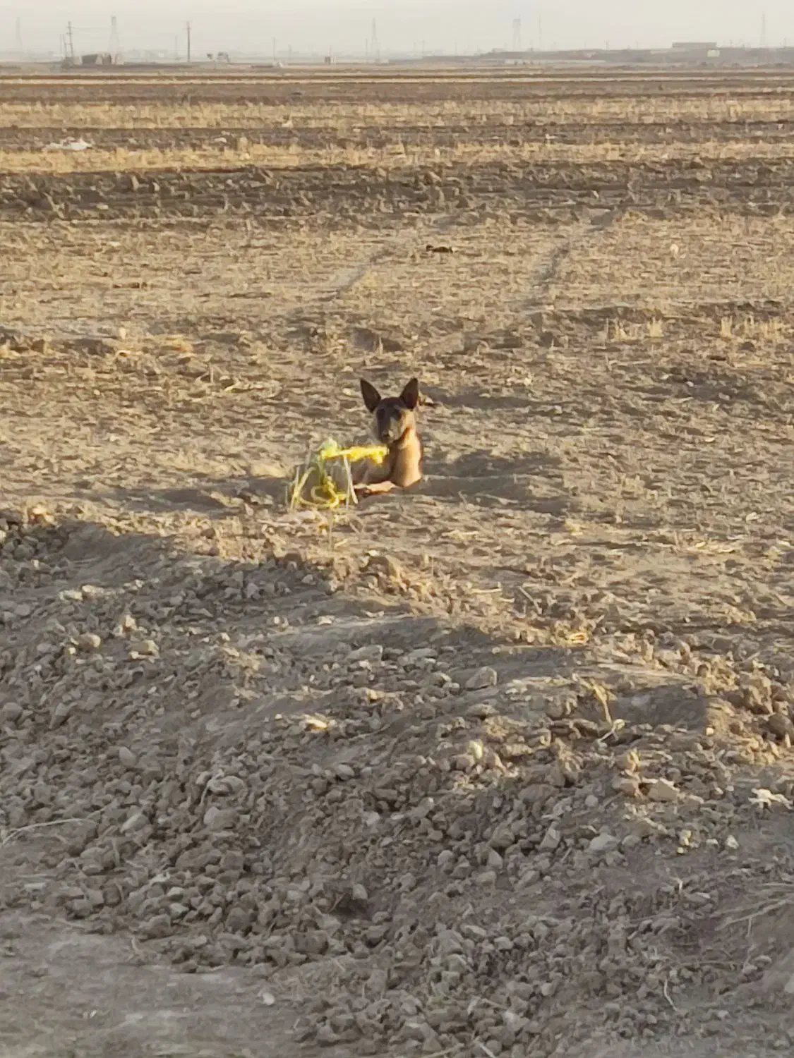 سگ خارجی|سگ|کبودرآهنگ, |دیوار