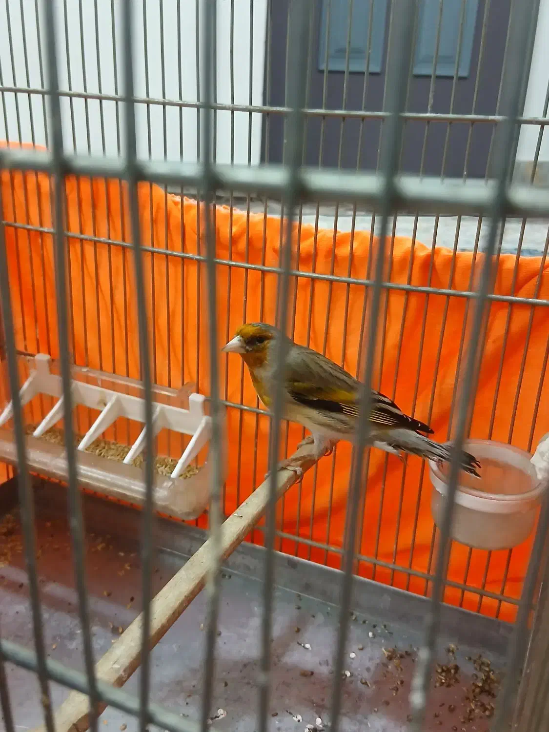 سره قناری بخون|پرنده|تهران, مسعودیه|دیوار