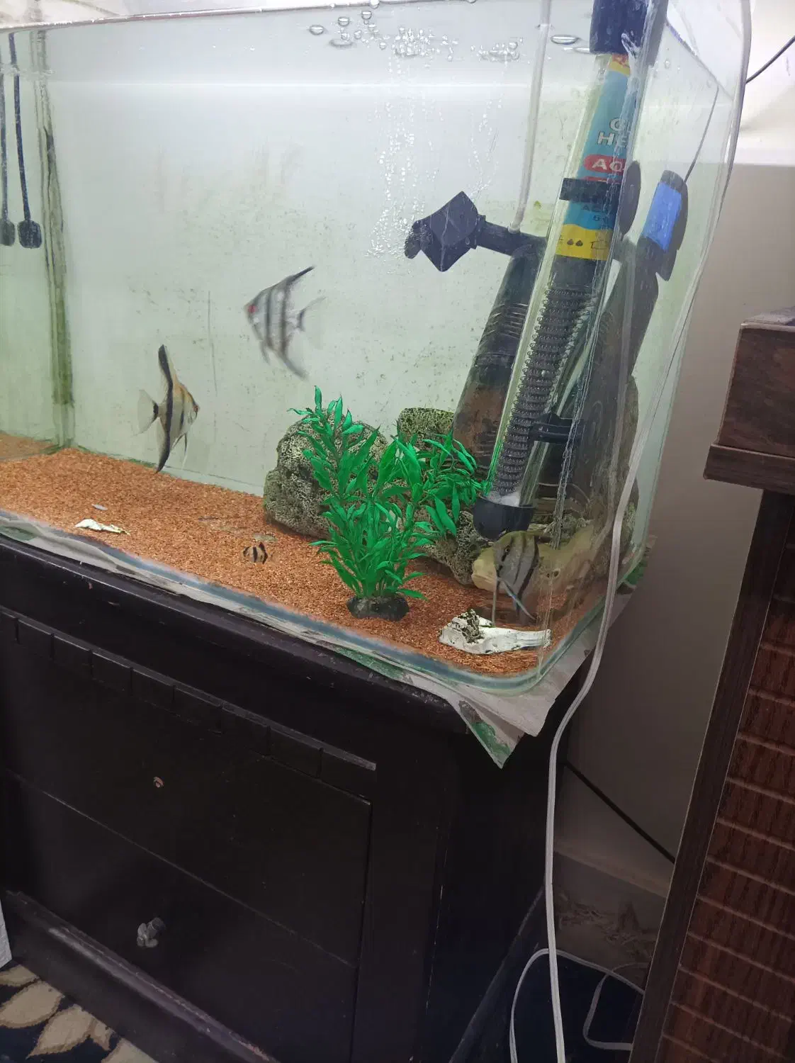 آکواریوم ۶۰ سانتی|ماهی|پرند, فاز ۶|دیوار