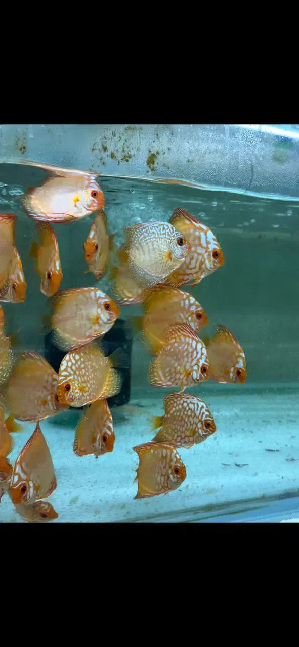 دیسکس|ماهی|پردیس, فاز ۱|دیوار