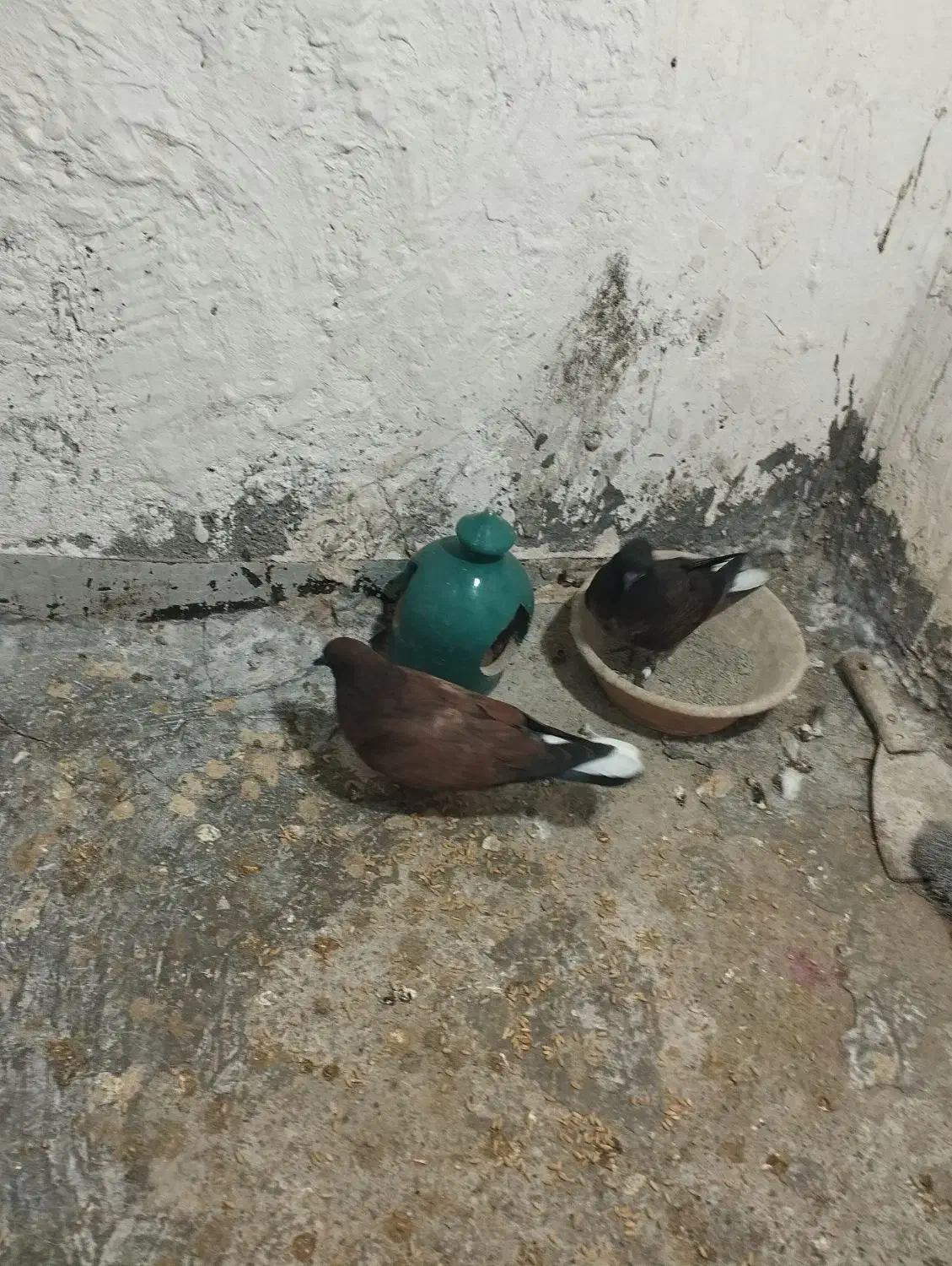 جوجه کنار خیس سوسکی خرمایی|پرنده|نسیمشهر, |دیوار