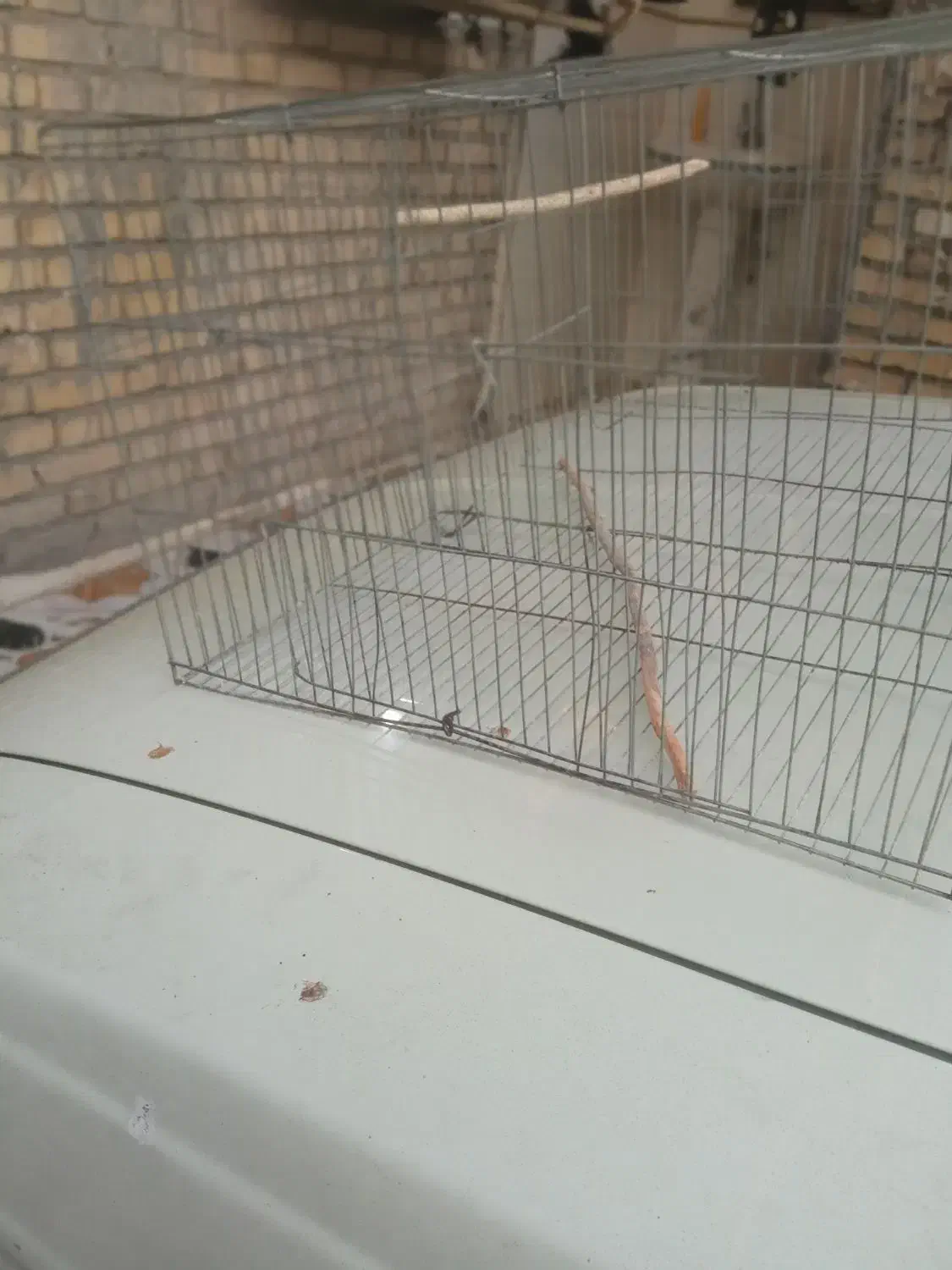 مرغ‌عشق|پرنده|شوش, |دیوار