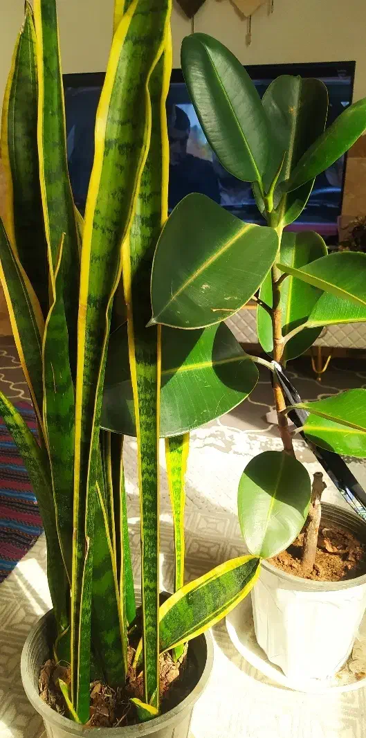 گلدان فیکوس و سانسوریا سالم|گل و گیاه طبیعی|چابهار, |دیوار