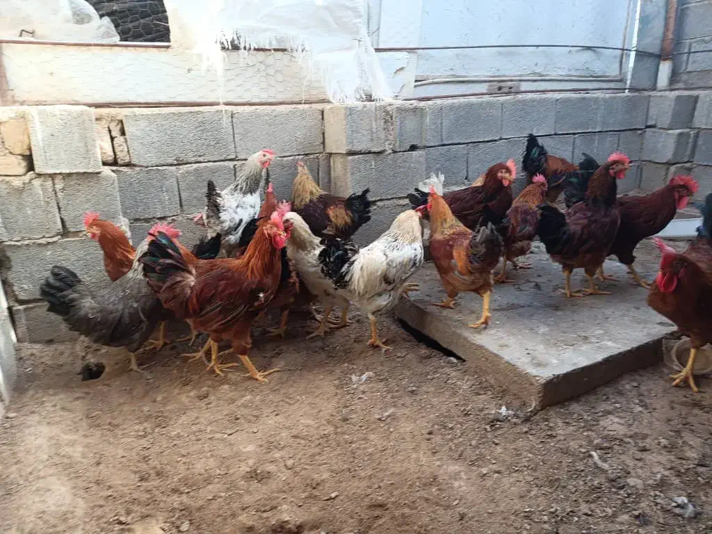 فروش خروس محلی|حیوانات مزرعه|خفر, |دیوار