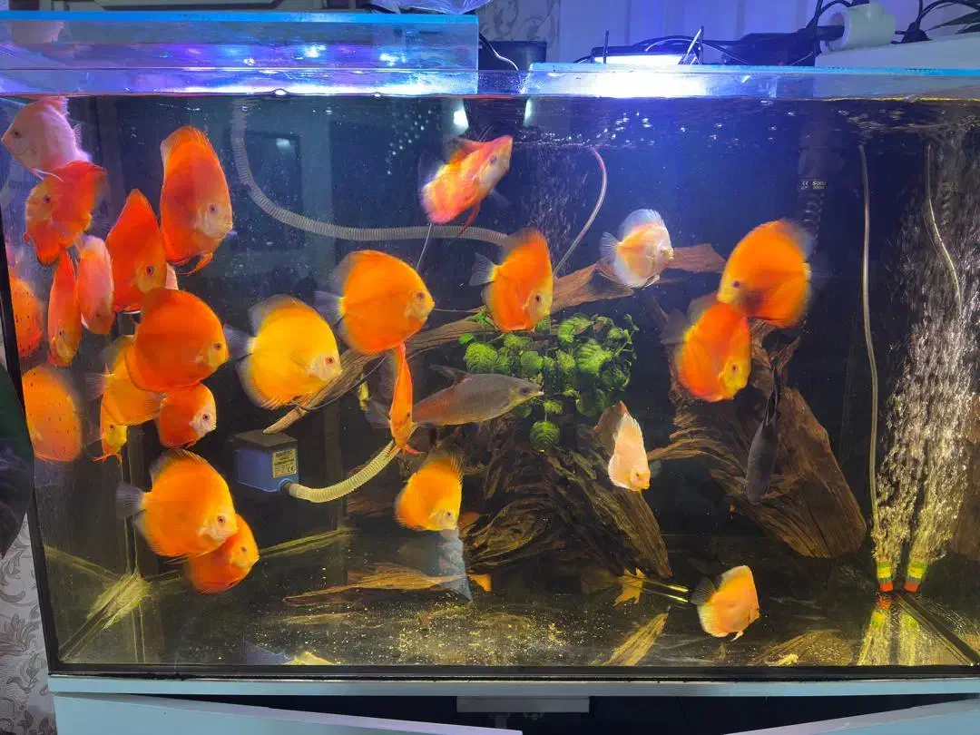 دیسکس رد ملون و آلبینو پلاتینیوم سایزبزرگ گریدبالا|ماهی|شاهینشهر, خبرنگار|دیوار