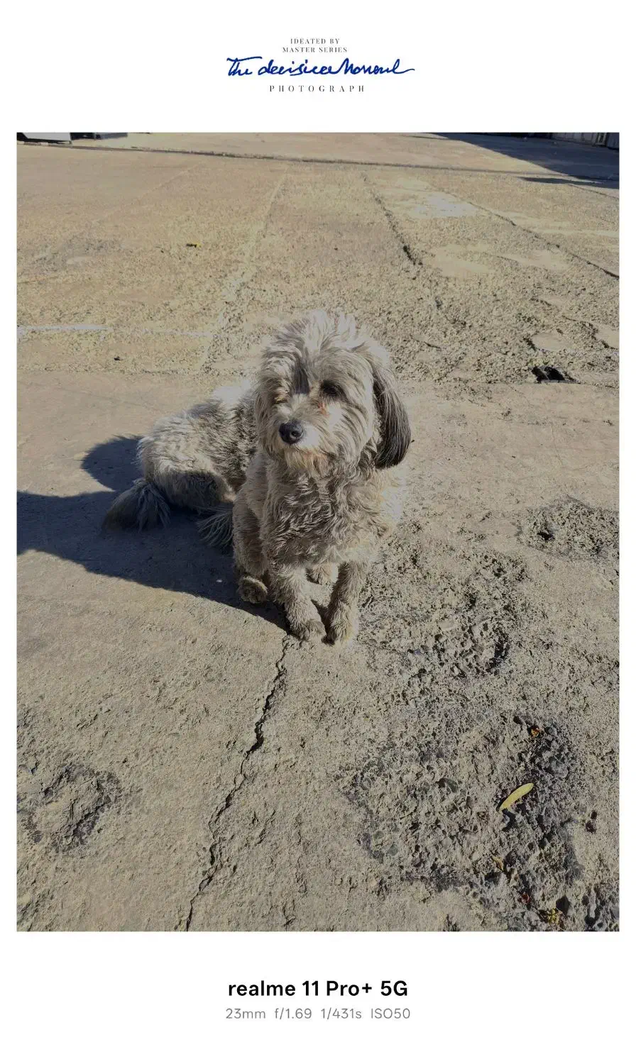 واگذاری سگ|سگ|تهران, قبا|دیوار