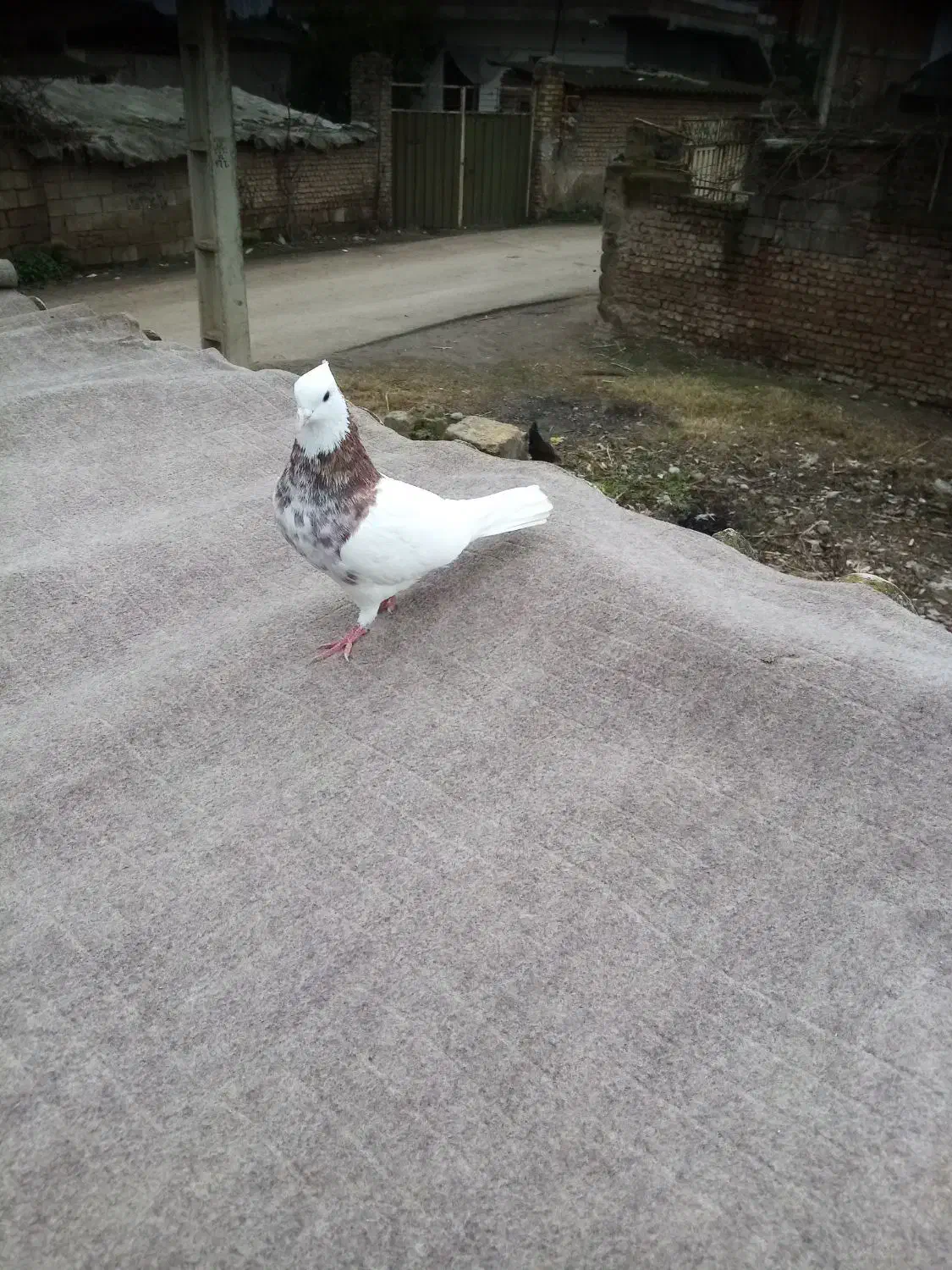 طوقی کرمانشاهی|پرنده|خان ببین, |دیوار