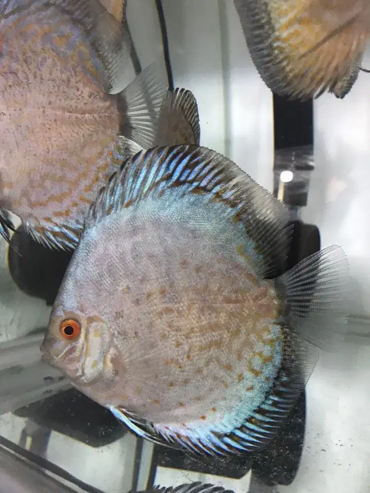 دیسکس|ماهی|فردیس, شهرک ۱۱۰|دیوار