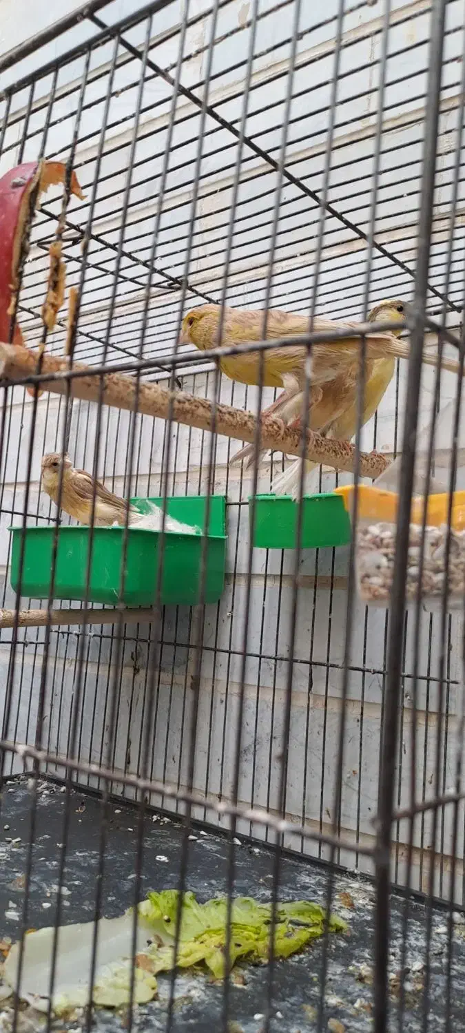 فروش قناری|پرنده|یزد, |دیوار